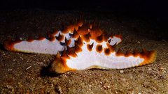 Protoreaster nodosus