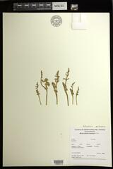 Botrychium crenulatum