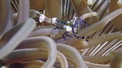 Ancylocaris brevicarpalis