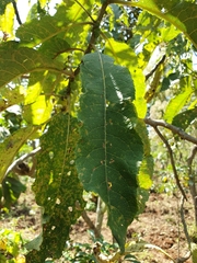 Gymnanthemum amygdalinum