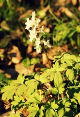 Corydalis cava