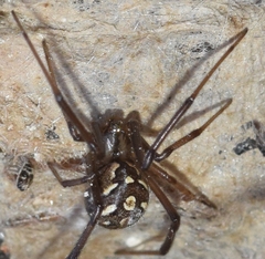 Latrodectus lilianae