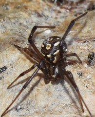 Latrodectus lilianae