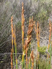 Elegia thyrsifera
