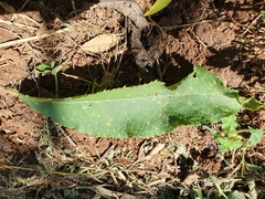Gymnanthemum amygdalinum