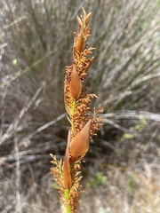 Elegia thyrsifera
