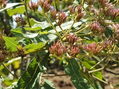 Gymnanthemum amygdalinum