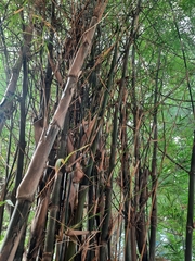 Bambusoideae