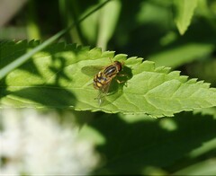 Parhelophilus laetus