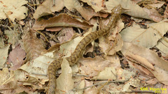 Gloydius ussuriensis