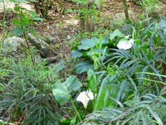 Zantedeschia