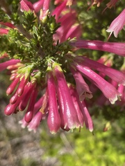 Erica versicolor