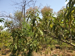 Gymnanthemum amygdalinum