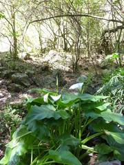 Zantedeschia