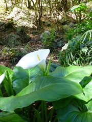 Zantedeschia