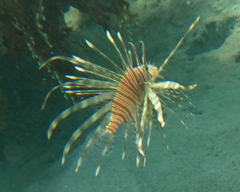 Pterois