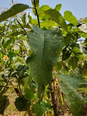 Gymnanthemum amygdalinum