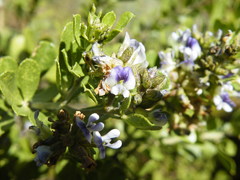 Psoralea polysticta