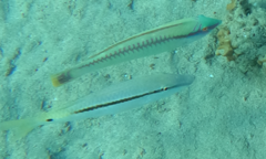 Halichoeres scapularis