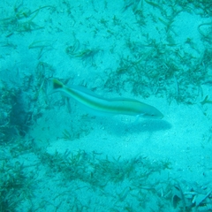 Malacanthus plumieri