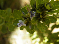 Psoralea polysticta