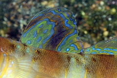 Amblyeleotris arcupinna