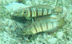 Amblygobius albimaculatus