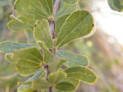 Psoralea polysticta