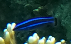 Larabicus quadrilineatus