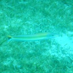 Malacanthus plumieri