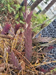 Dendrobium aloifolium