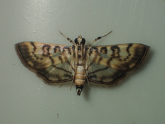 Tabidia aculealis