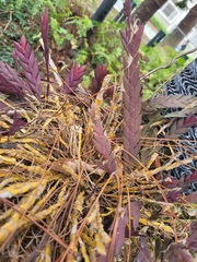 Dendrobium aloifolium