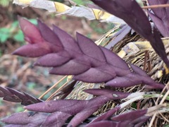 Dendrobium aloifolium