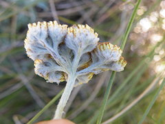 Helichrysum umbraculigerum