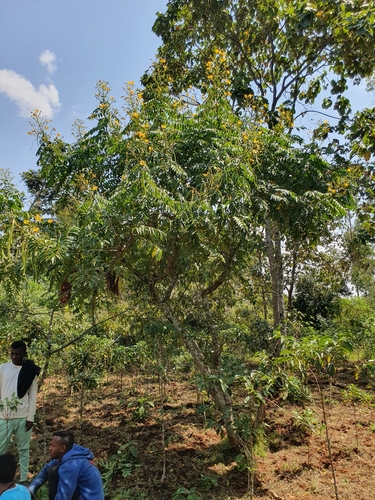Peanut-Butter Cassia