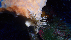 Phyllodesmium briareum