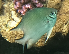 Amblyglyphidodon indicus