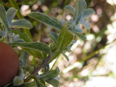 Helichrysum umbraculigerum