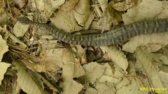 Gloydius ussuriensis