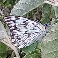 Belenois gidica abyssinica