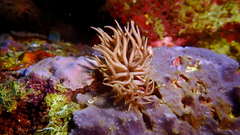 Phyllodesmium briareum