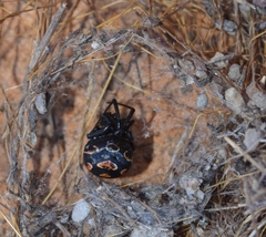 Latrodectus tredecimguttatus