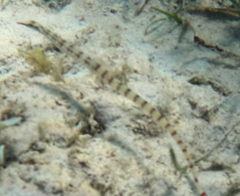 Corythoichthys flavofasciatus