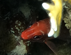Sargocentron caudimaculatum