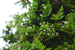 Pinalia japonica
