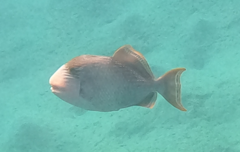 Pseudobalistes flavimarginatus