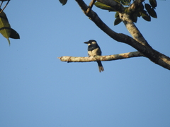 Notharchus pectoralis