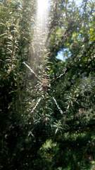 Argiope argentata