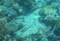 Fistularia commersonii